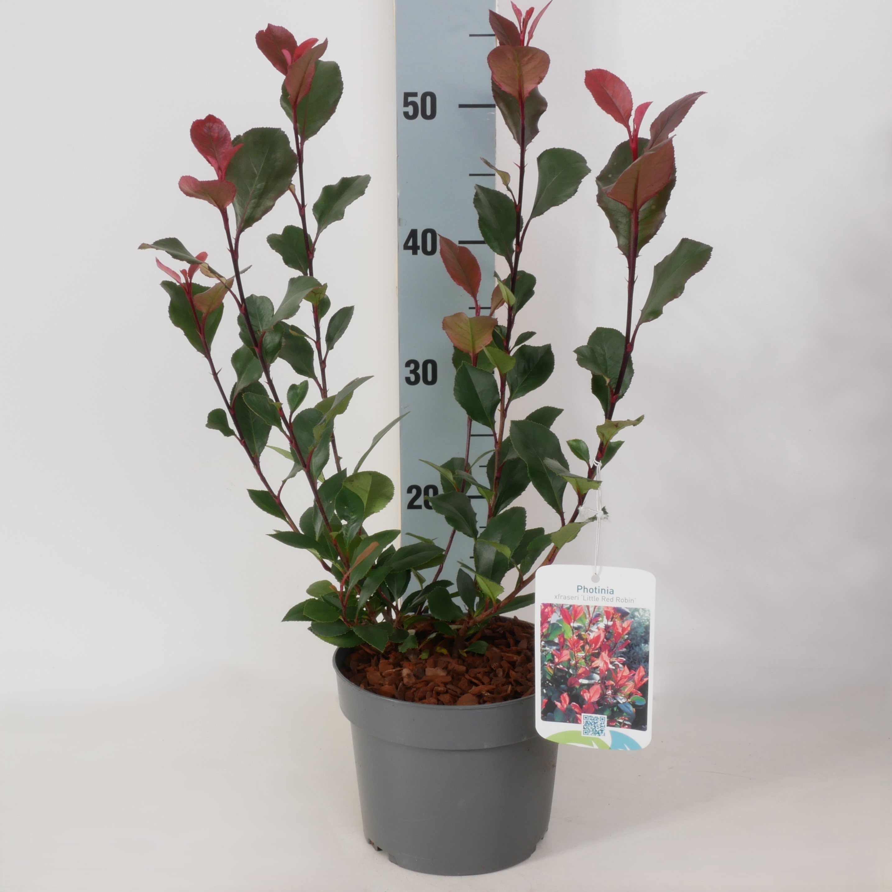 Photinia fraseri 'Little Red Robin' P17, D 17