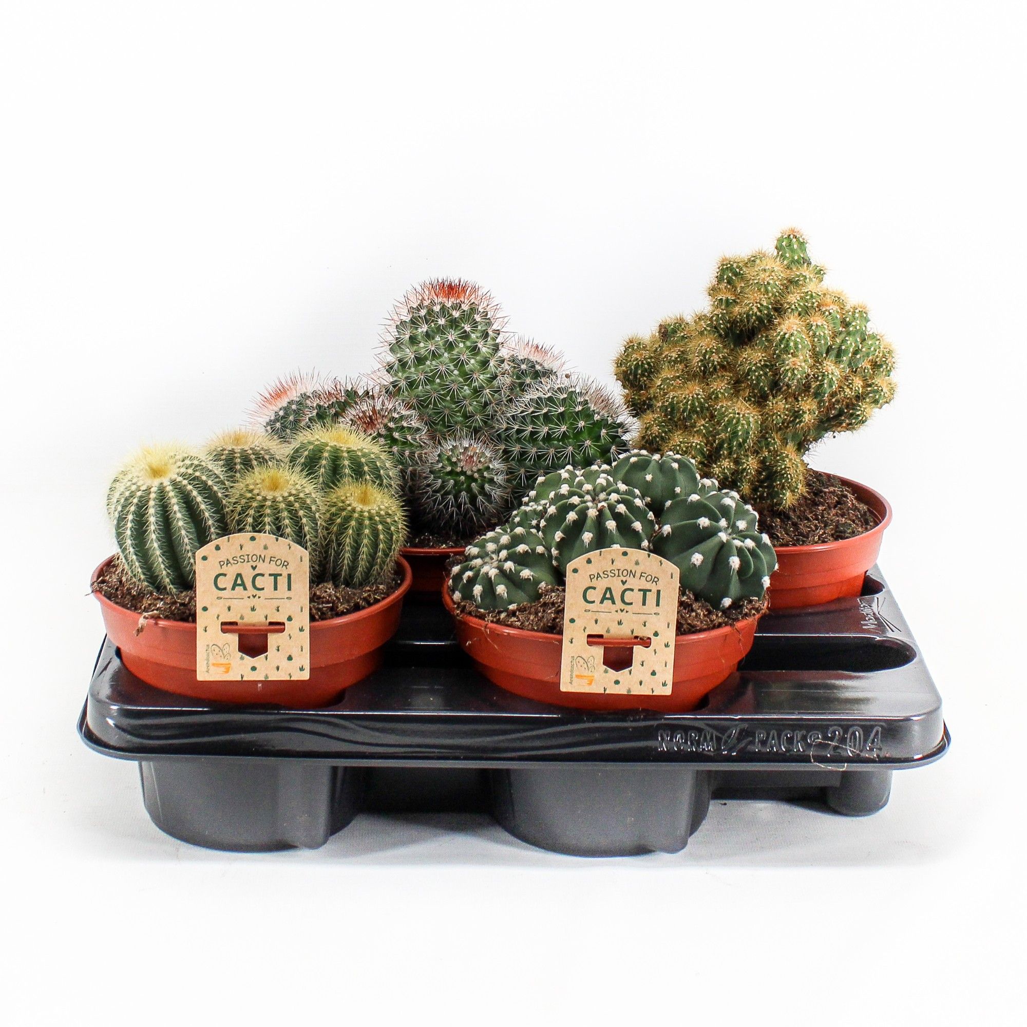 Cactus mix. 204 p15, D 15