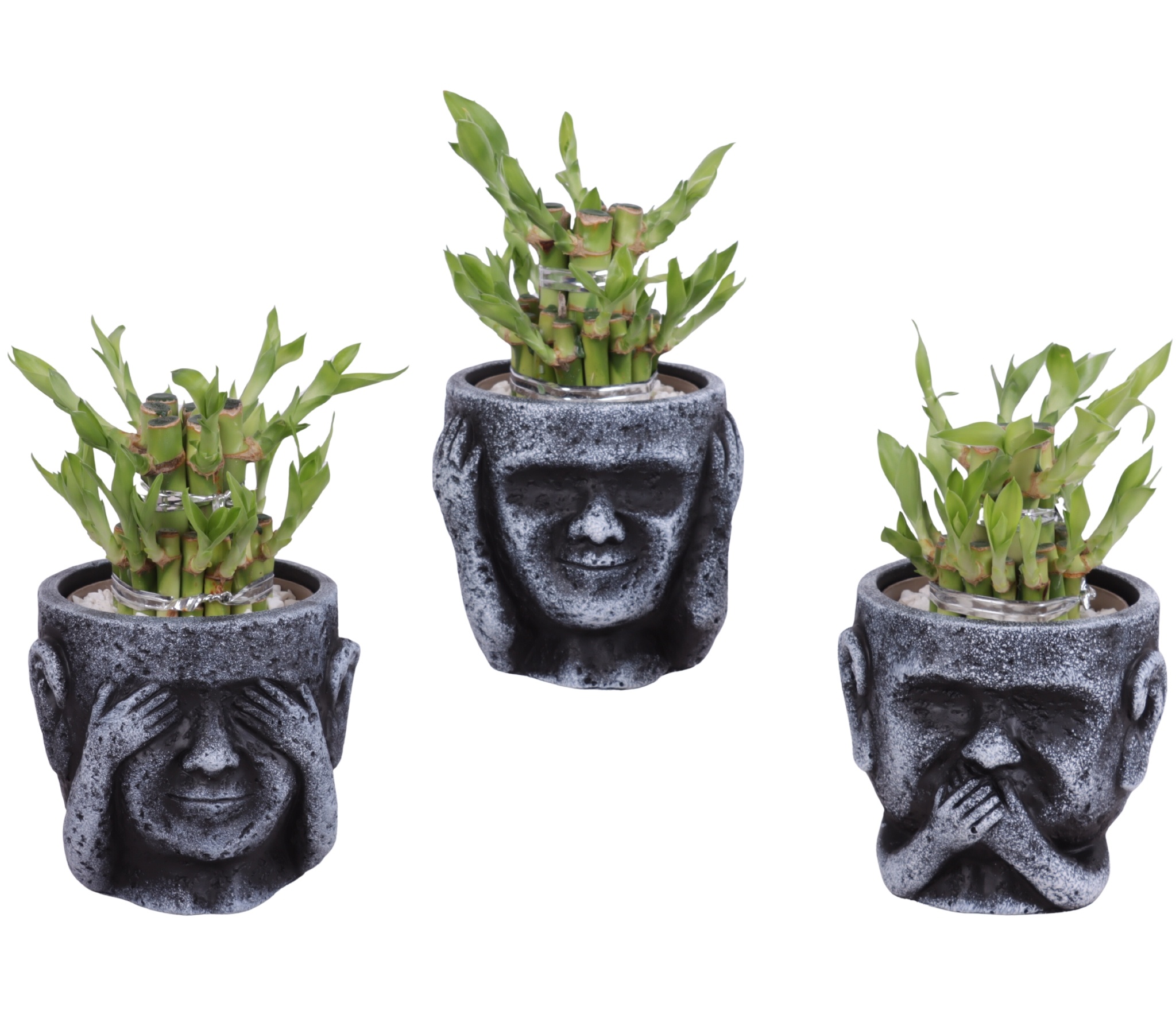 Lucky Bamboo Shape Round 2S in Ceramic pot Ø12cm, D 12