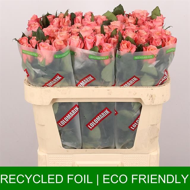 Роза од. Мисс Пигги+ 70, шт.