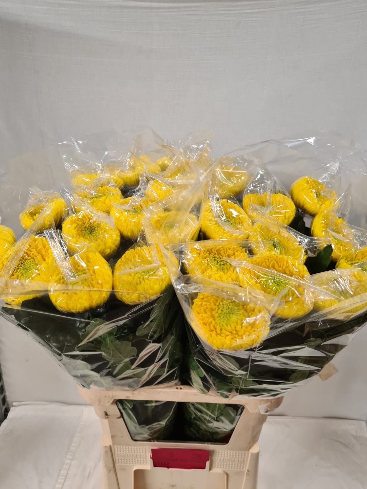 Хризантема од. Принцесс Армгард Еллоу 85, шт.