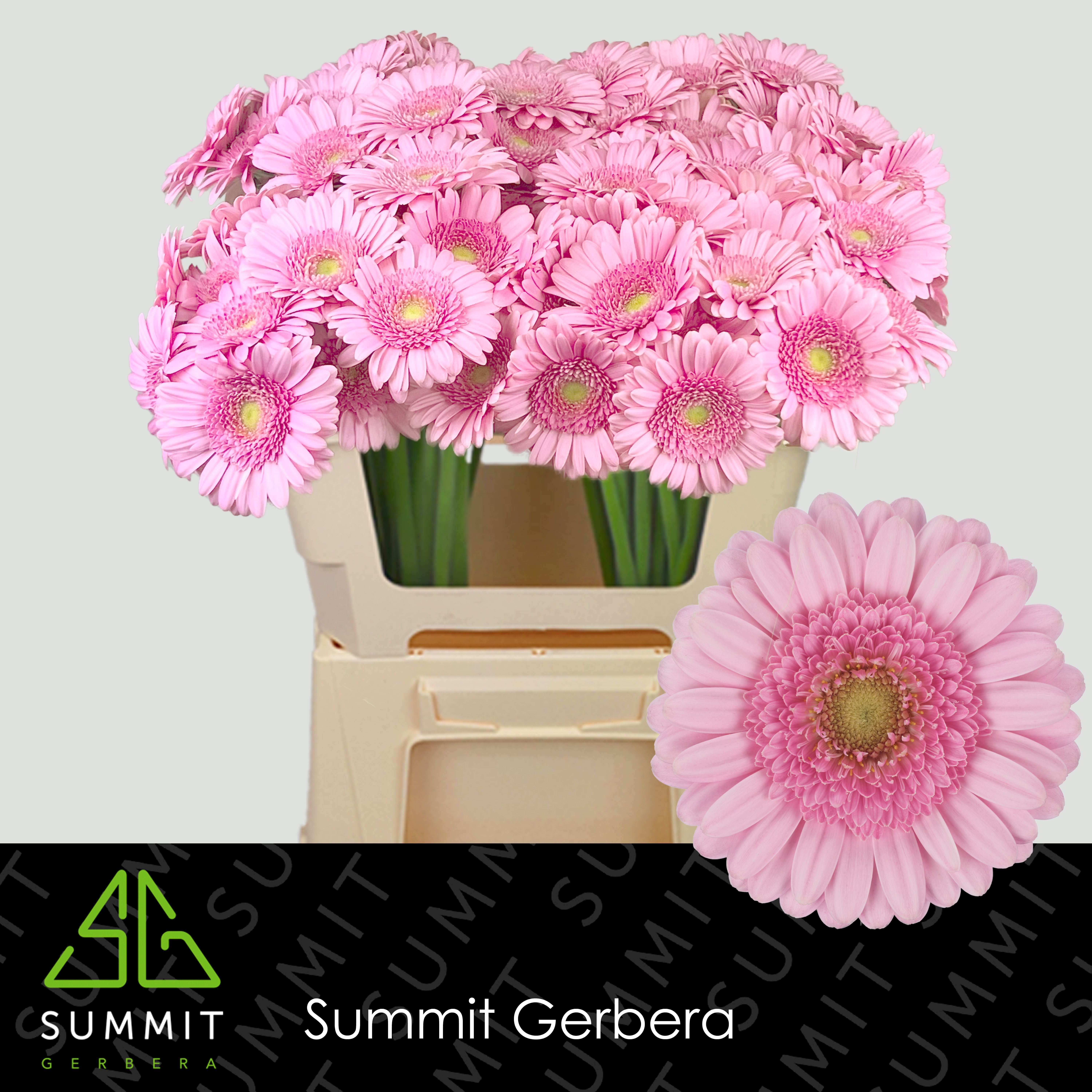 Гермини Андрина+, шт.