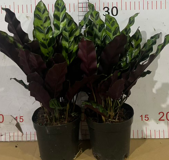 Калатея Леопард Паттерн 11 30