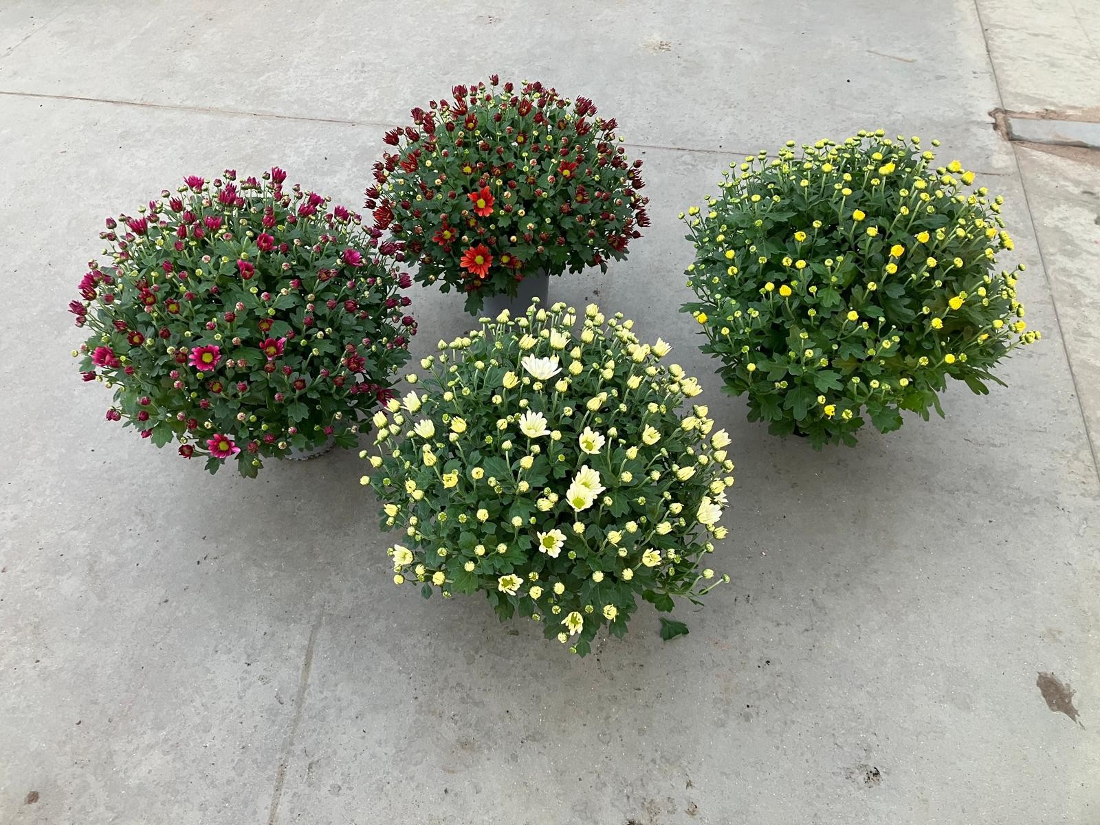 835 DM : Pot 15 cm Chrysant Mix kleuren, D 15 cm 835 DM : Pot 15 cm Chrysant Mix kleuren, D 15 cm