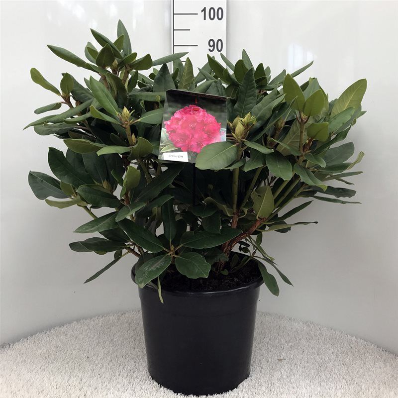 Rhodo. 'P. American Beauty' pink, D 37