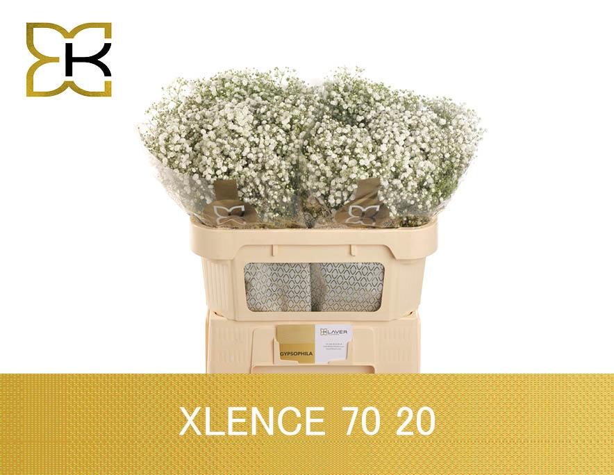 Гипсофила Экселенс 70 (бел.), шт.