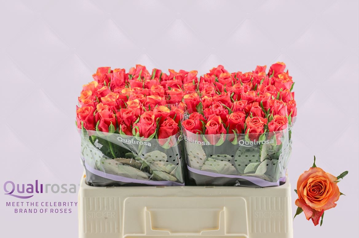 Роза од. Испания 50, шт.