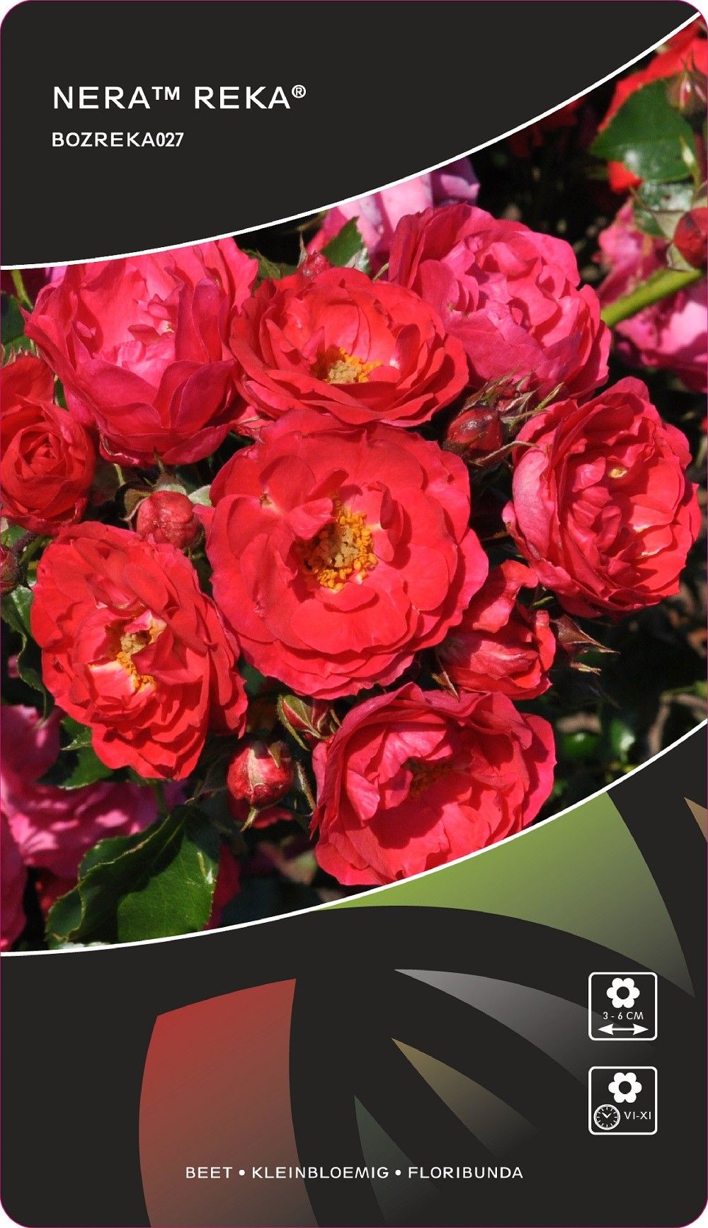 Rosa (F) Nera™Reka®, D 17