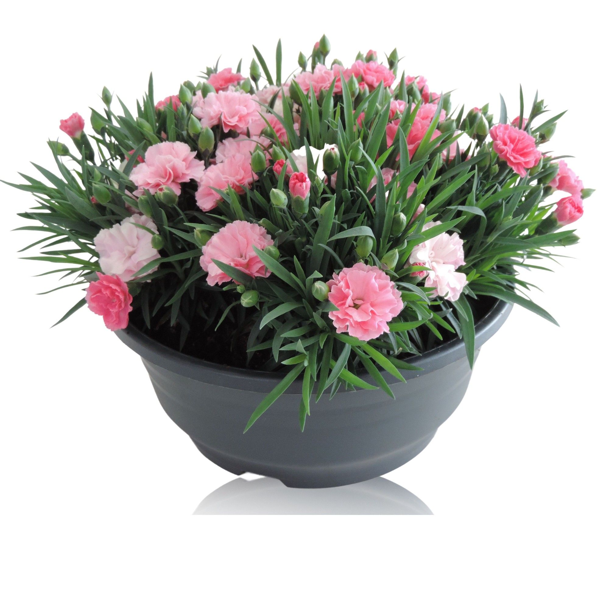 Dianthus 'I Love U' in Schaal 23 cm, D 23