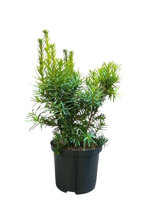 Taxus media 'Hicksii Barth', D 18 cm