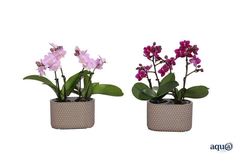 Betonpot ovaal Joyce p14x08 Phal Tiny Dolls 4T20+ (2 p.p.) + Aqu@, D 14