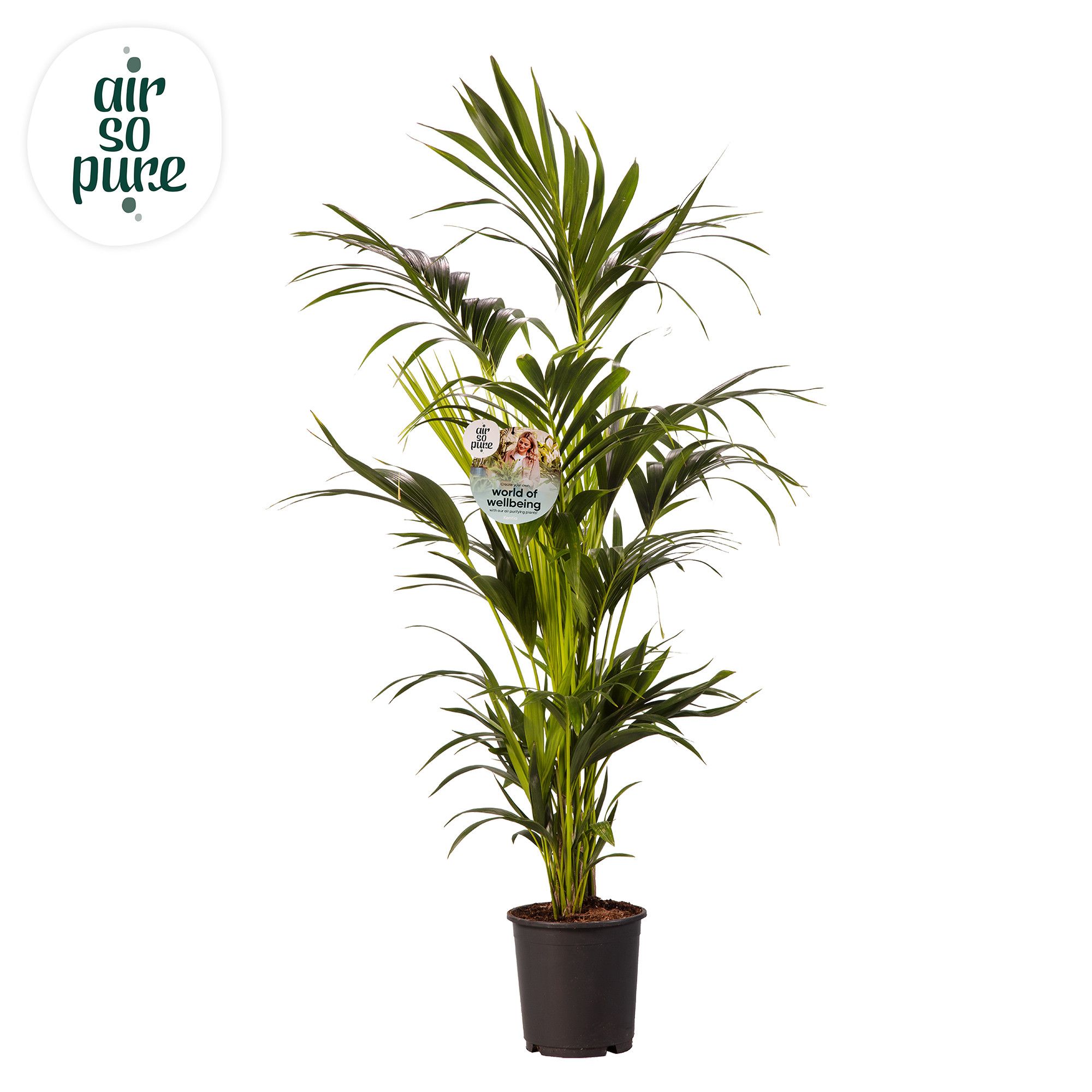 KENTIA - P24 H150 - 8PP - Air So Pure (Howea forsteriana), D 24