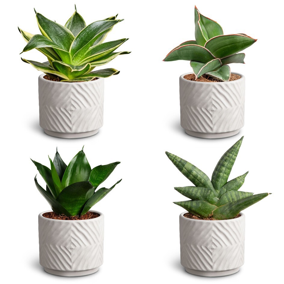 SANSEVIERIA EHRENBERGII 30680425 Dune S Dwarf, D 7 cm SANSEVIERIA EHRENBERGII 30680425 Dune S Dwarf, D 7 cm