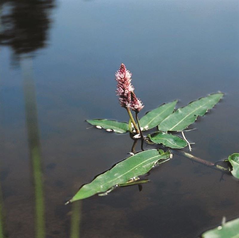 Polygonum amphibium, D 9