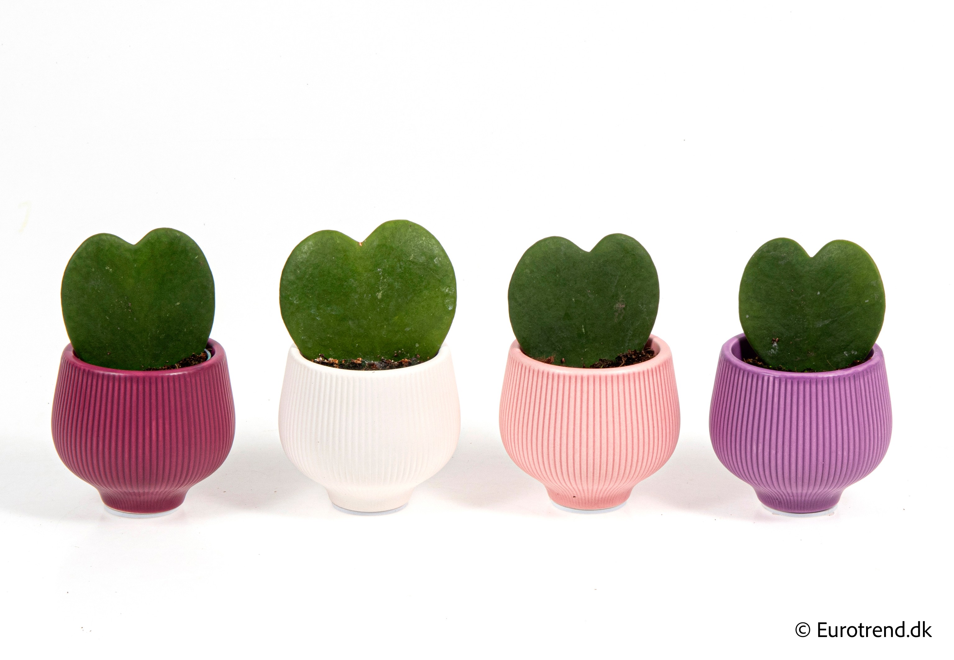 Hoya single heart in Valentine ceramic 2026, D 6