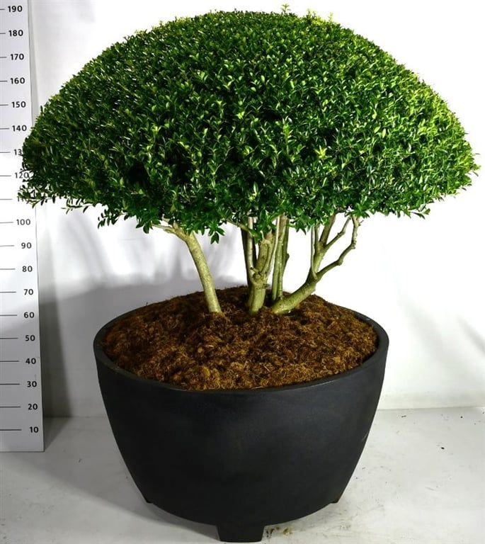 Ilex crenata 'Blondie', D 100