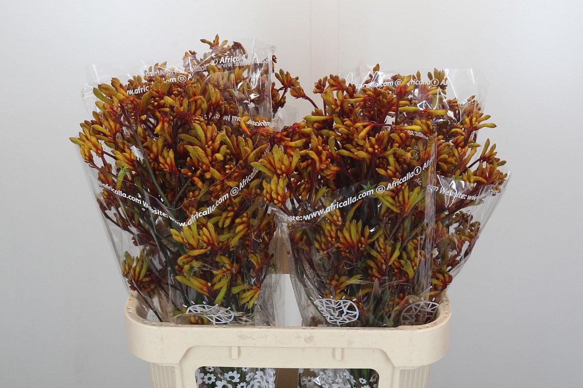 Анигозантус Голд Фивер 80, шт.