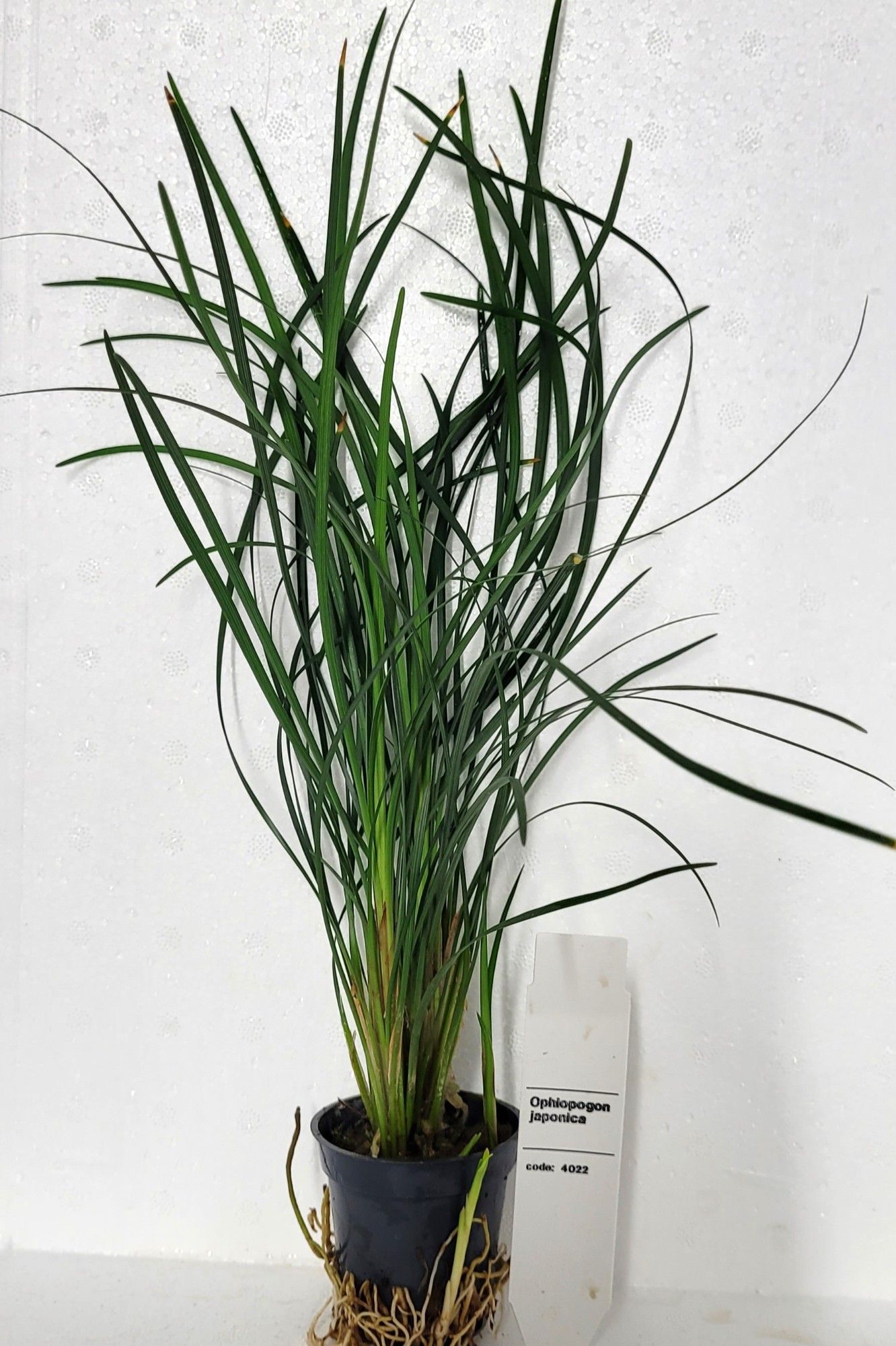 ophiopogon japonica, D 5