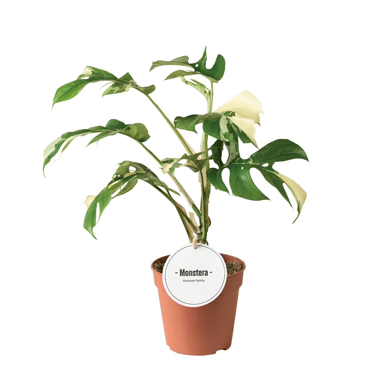 Monstera Minima Variegata, D 12