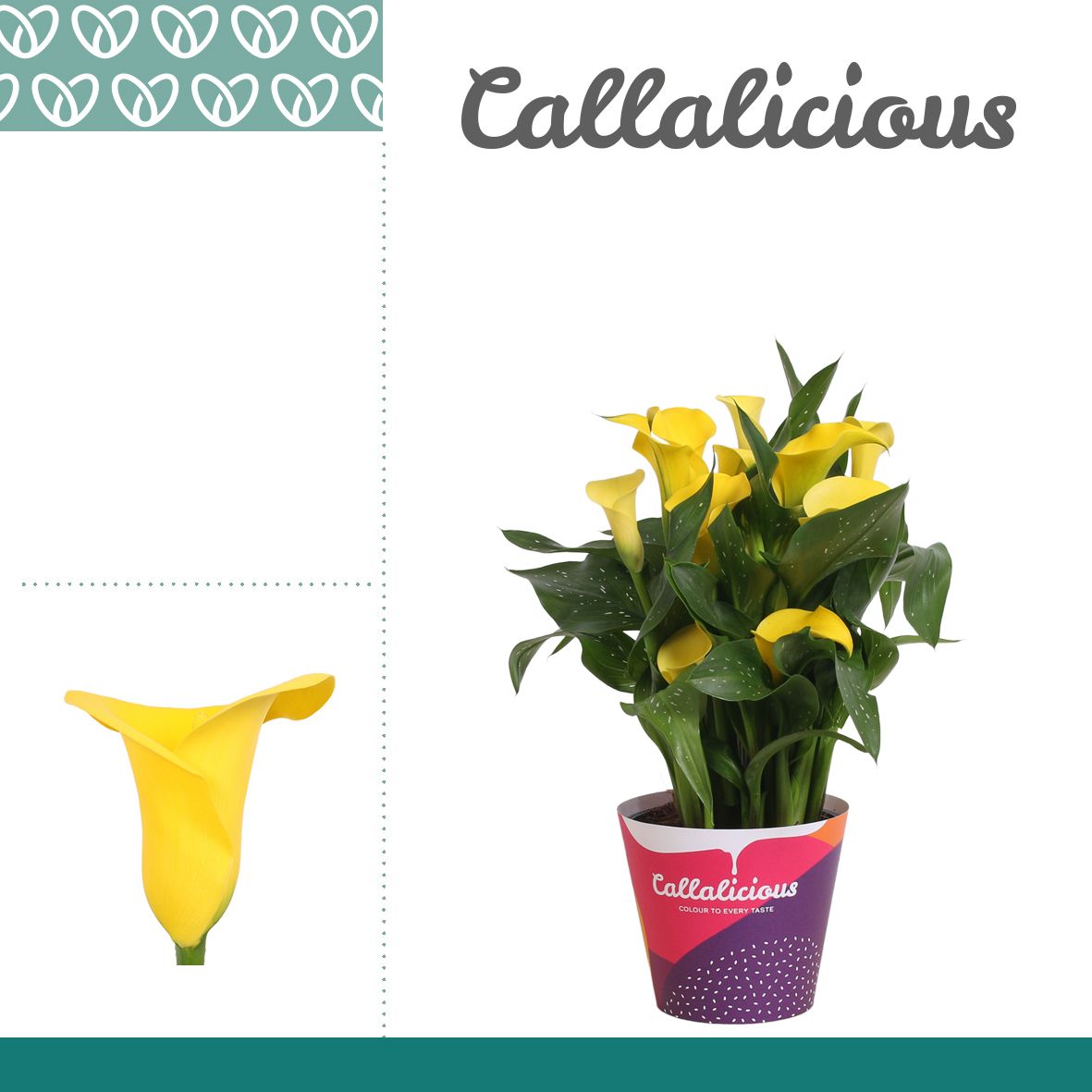 Zantedeschia (Calla) Geel in Potcover, D 14