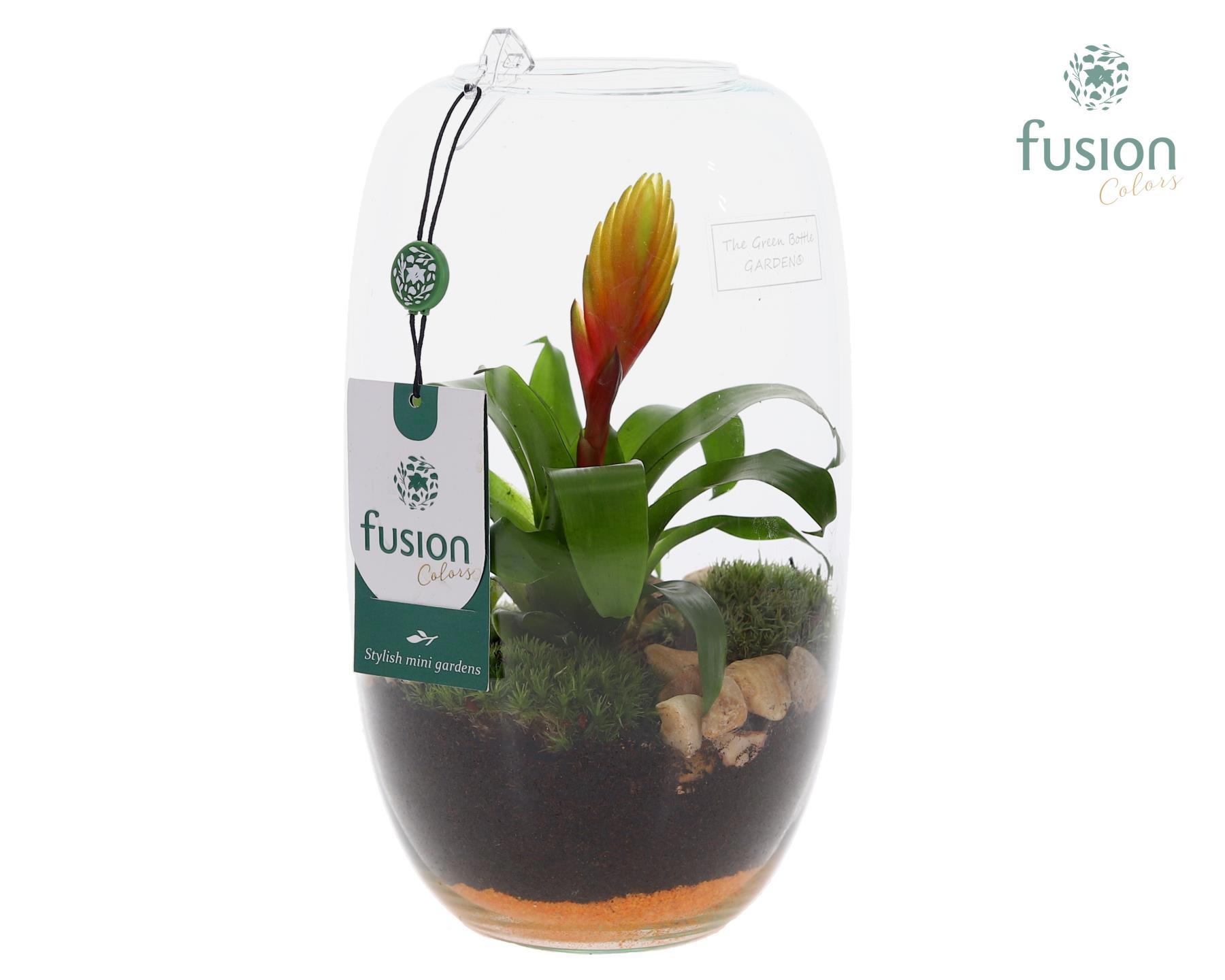 Green Bottle Isabella Medium met Bromelia, D 15 cm Green Bottle Isabella Medium met Bromelia, D 15 cm