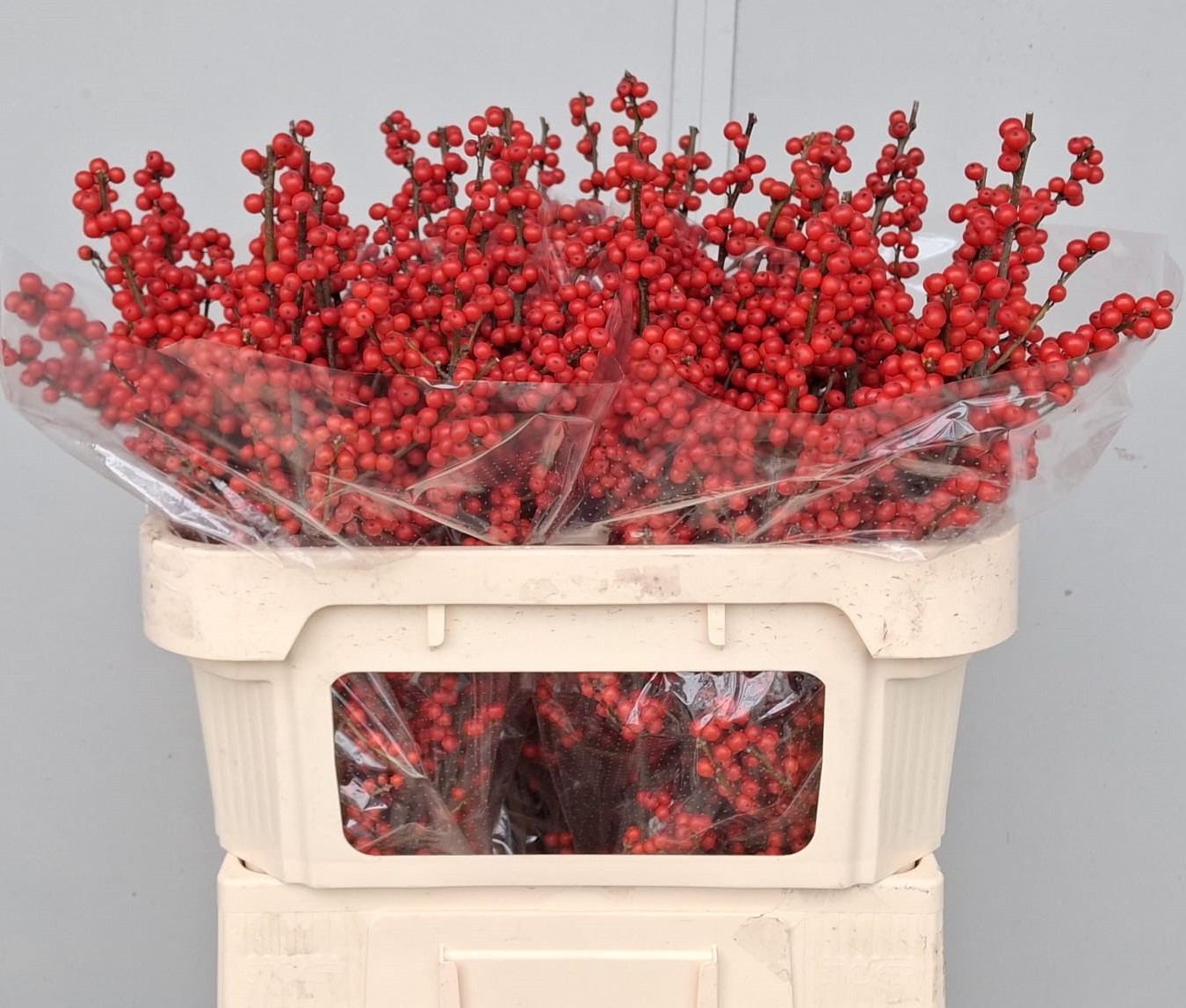 Илекс Красные ягоды 70, шт.