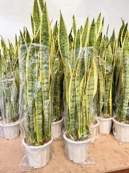 Сансевиерия Премиум Вайт Пот Хигх Тайгер Скин Орхидея 26 85