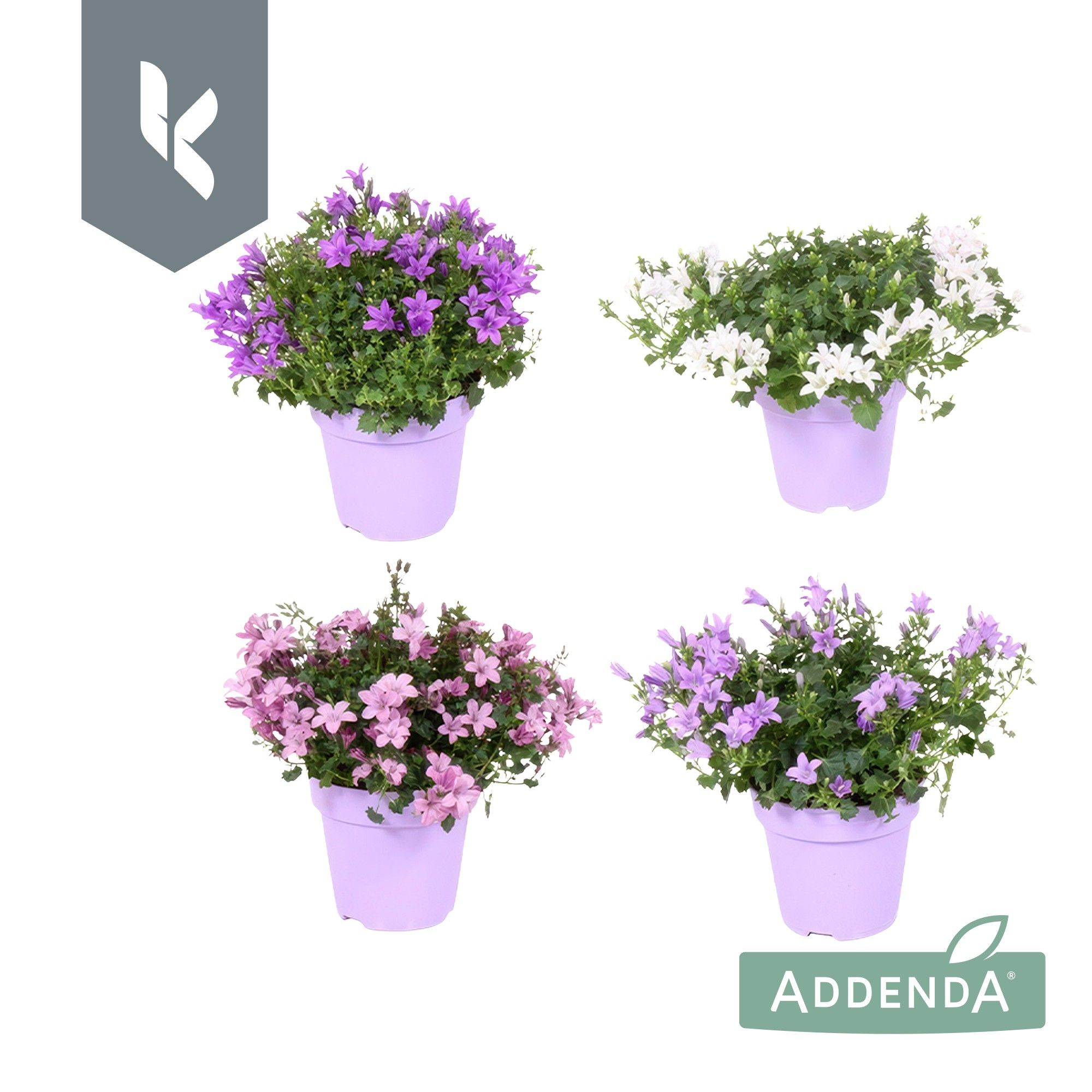 Campanula Ambella Mix Laag, minimaal 3 kleuren. In Ton Sur Ton., D 10,5