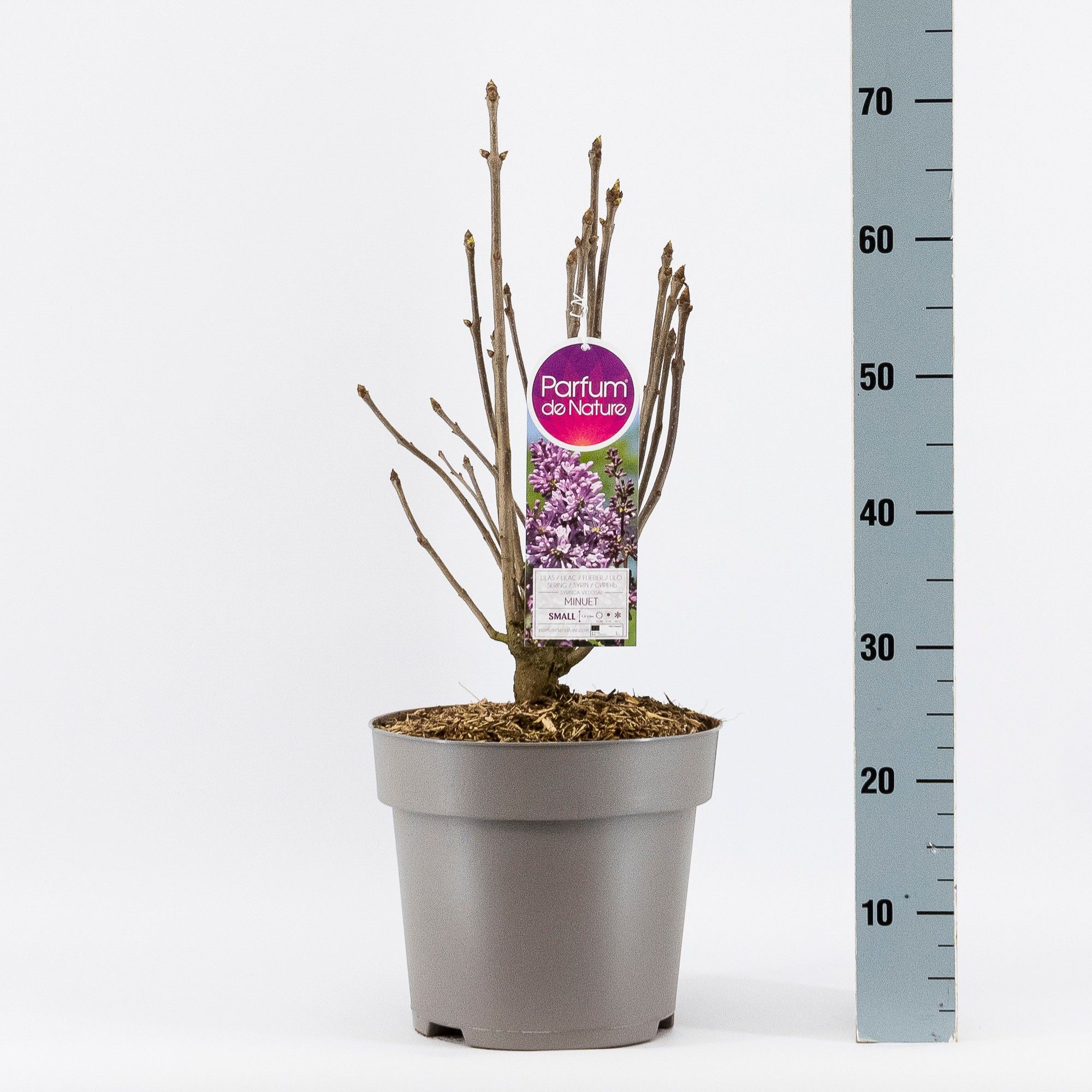 Syringa (V) Minuet, 2-jarig C10 Solitair, D 27