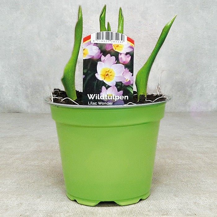 Wildtulpen12 cm - mix 5 soorten per tray (species Tulp), D 12