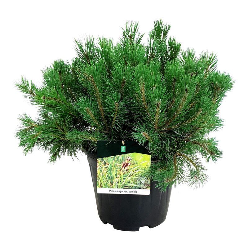 Pinus mugo pumilio, D 32
