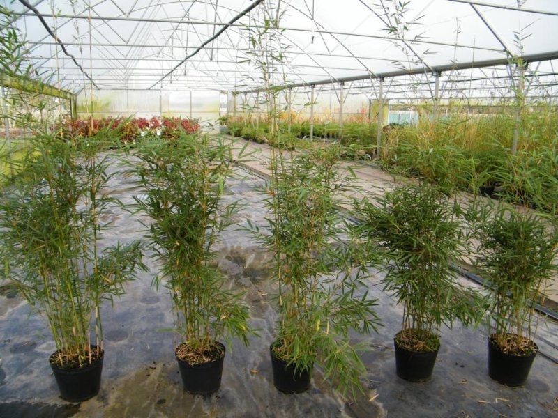 Fargesia robusta 'Campbell', D 29