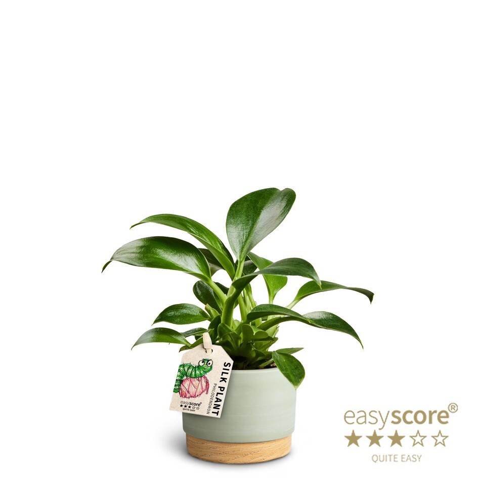 Woodbase Green, Philodendron Green Princess, D 7