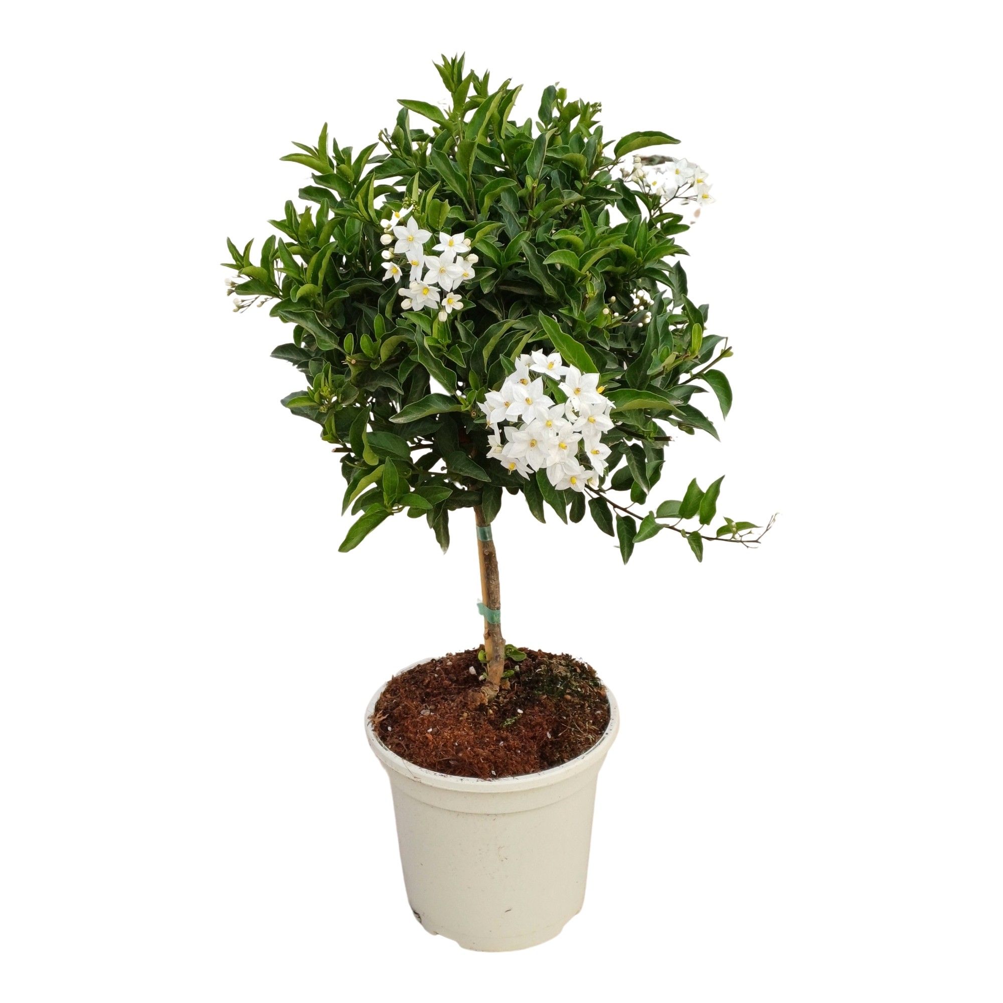 Solanum Jasminoide stem C20, D 20