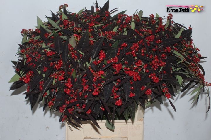 Эуфорбия куст. Каттлерс Самтрот 80, шт.