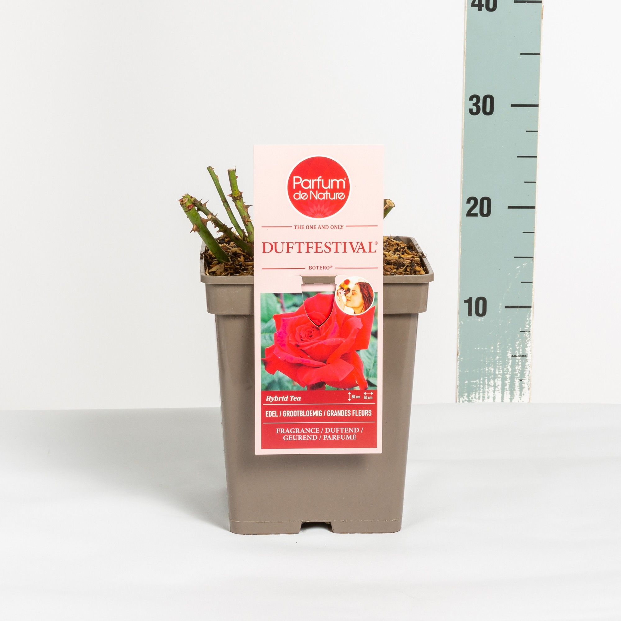 Rosa Duftfestival ® 'Parfum de Nature', C5, D 23