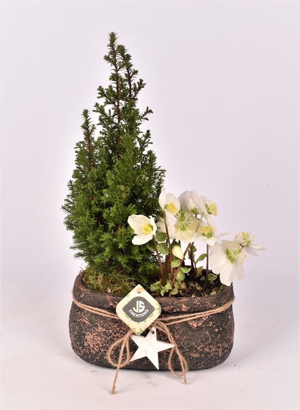 Cement ovaal met ster 21x12cm, D 21 cm