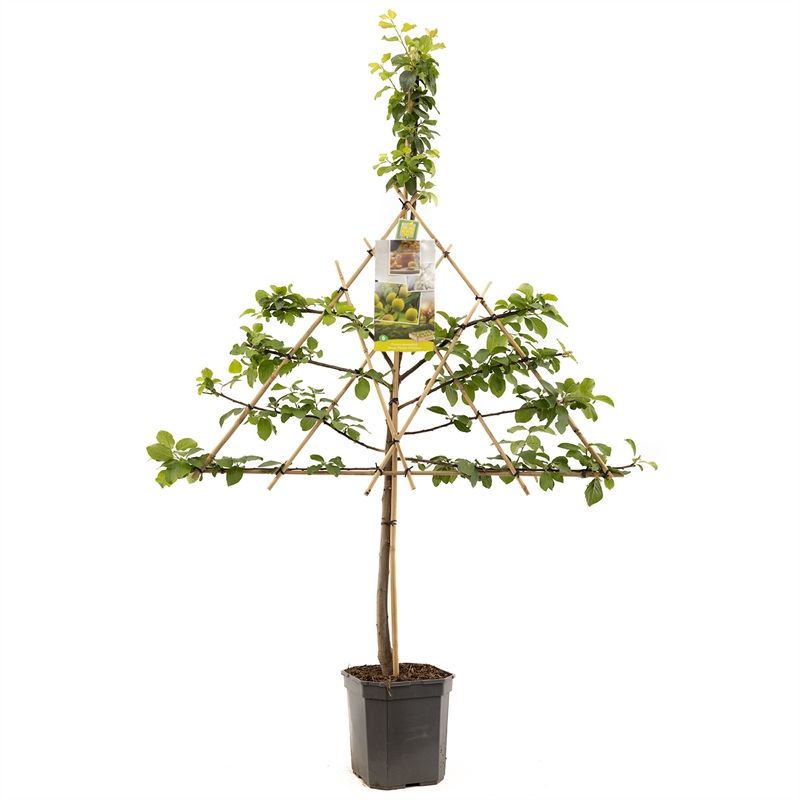 Prunus dom. R-Cl. d'Oullins leivorm Gele pruim, D 24