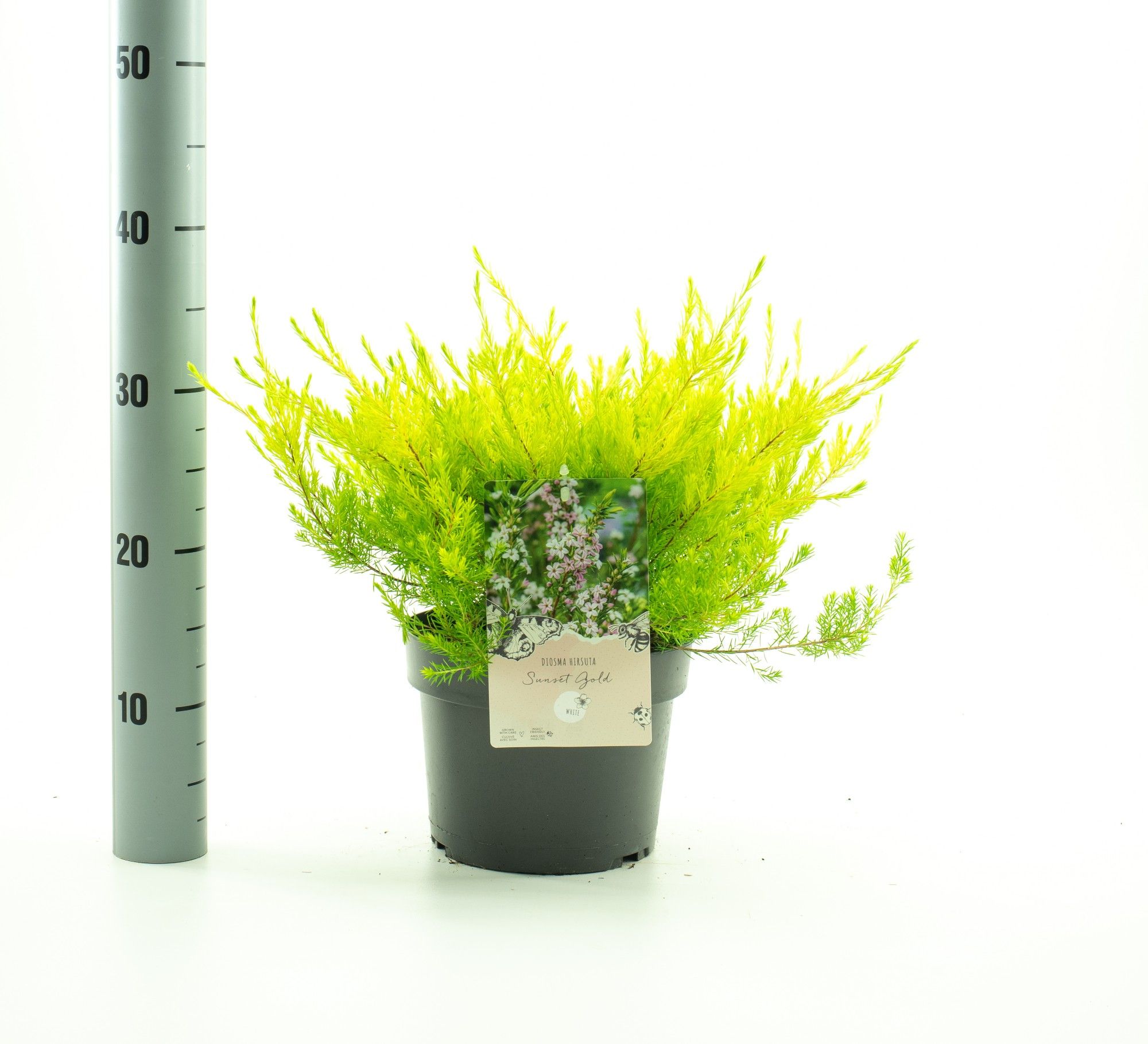 Diosma hirsuta 'Sunset Gold', D 19