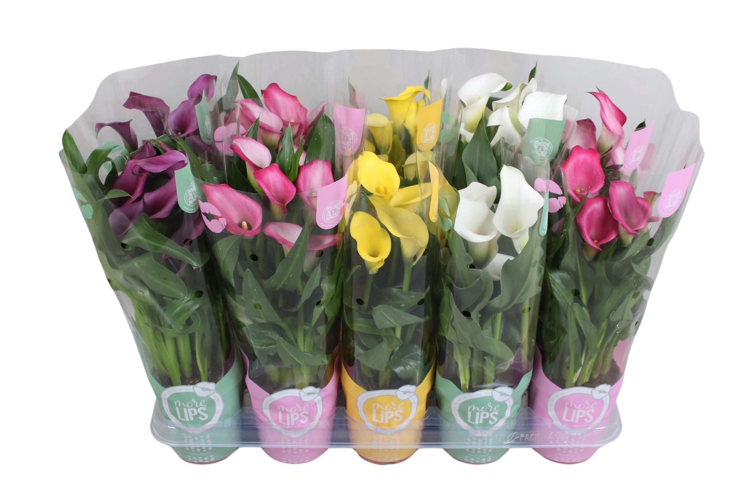Zantedeschia gemengd Calla mix in MoreLIPS® hoes, D 12