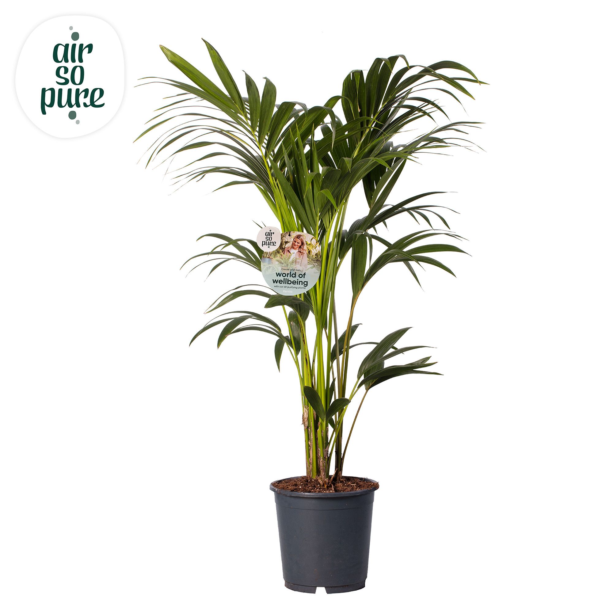 KENTIA - P24 H120 - 6PP - Air So Pure (Howea forsteriana), D 24