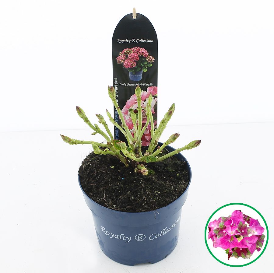 Hydrangea macr. Royalty® 'Lady Mata Hari'® Roze C2 (17cm.), D 17