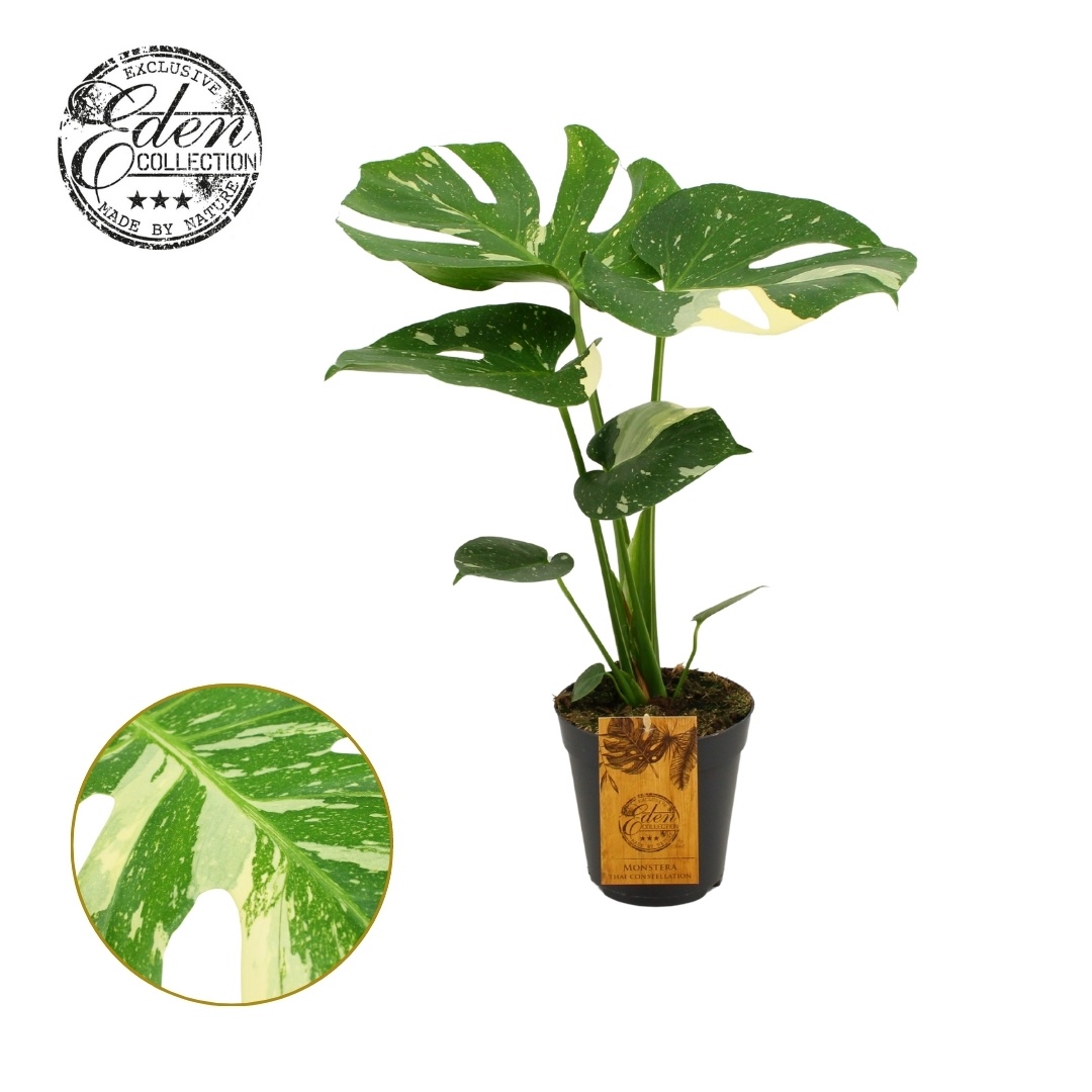 Monstera Thai constellation 15cm, D 15
