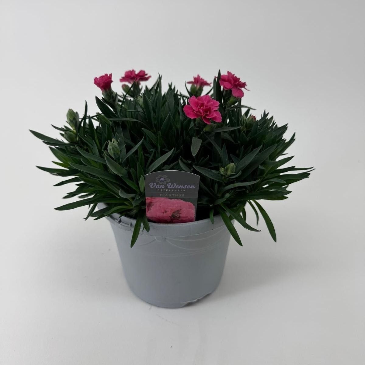 Dianthus 'Oscar' Neon Pink, D 17