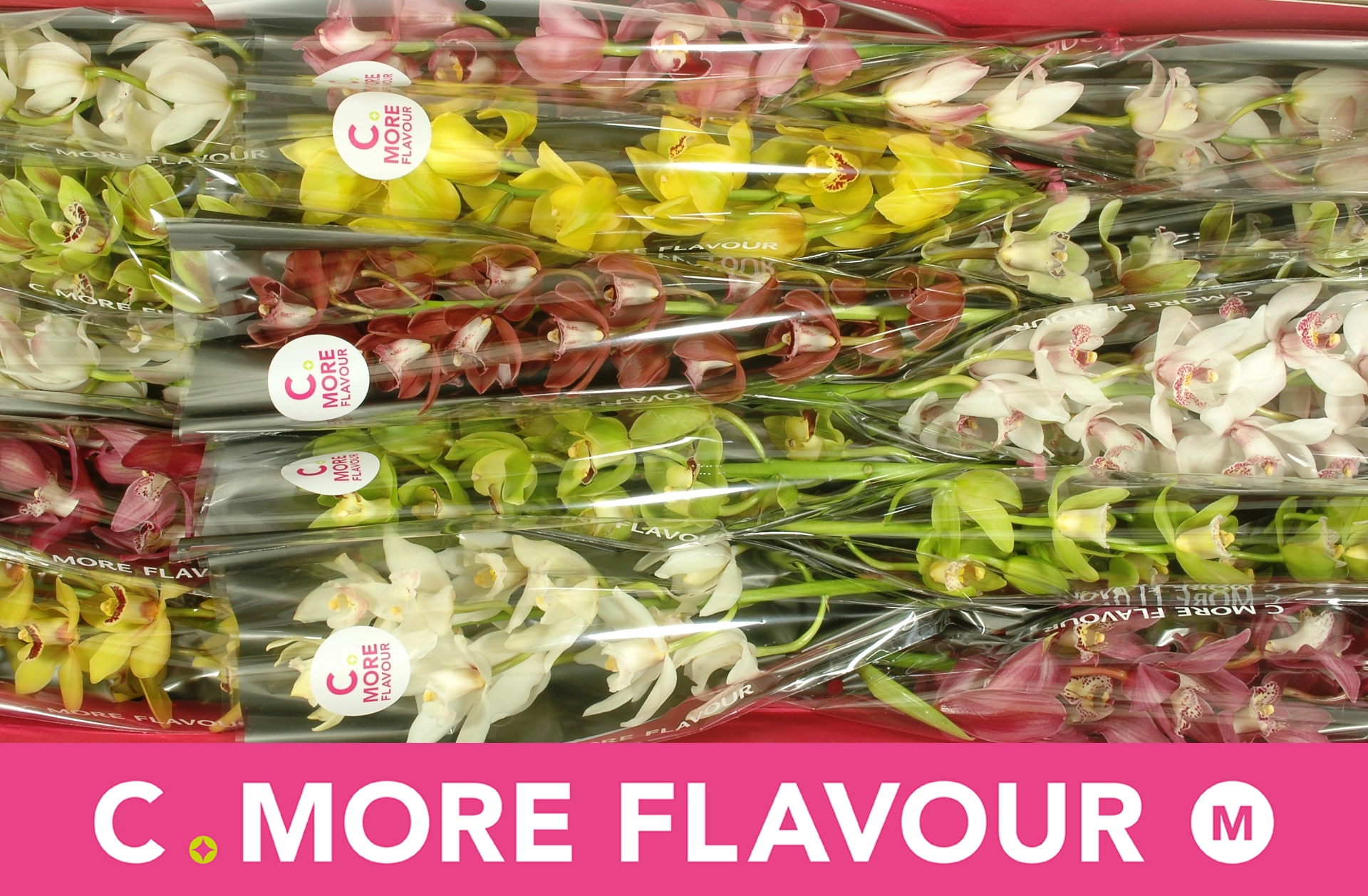 Цимбидиум мини Микс x15 50, шт.