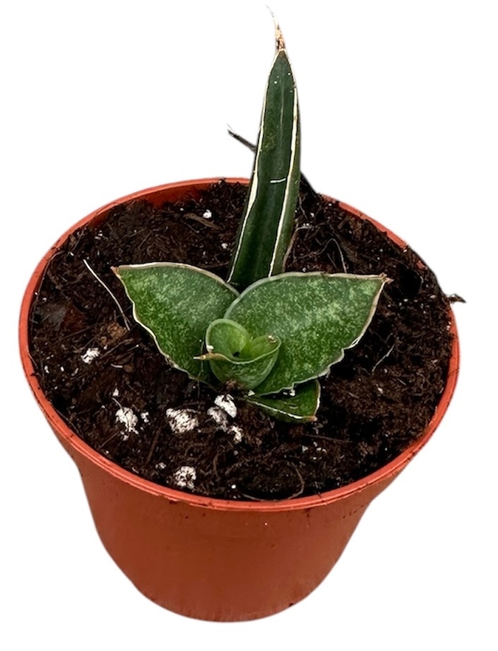 Sansevieria Prabu, D 6 cm Sansevieria Prabu, D 6 cm