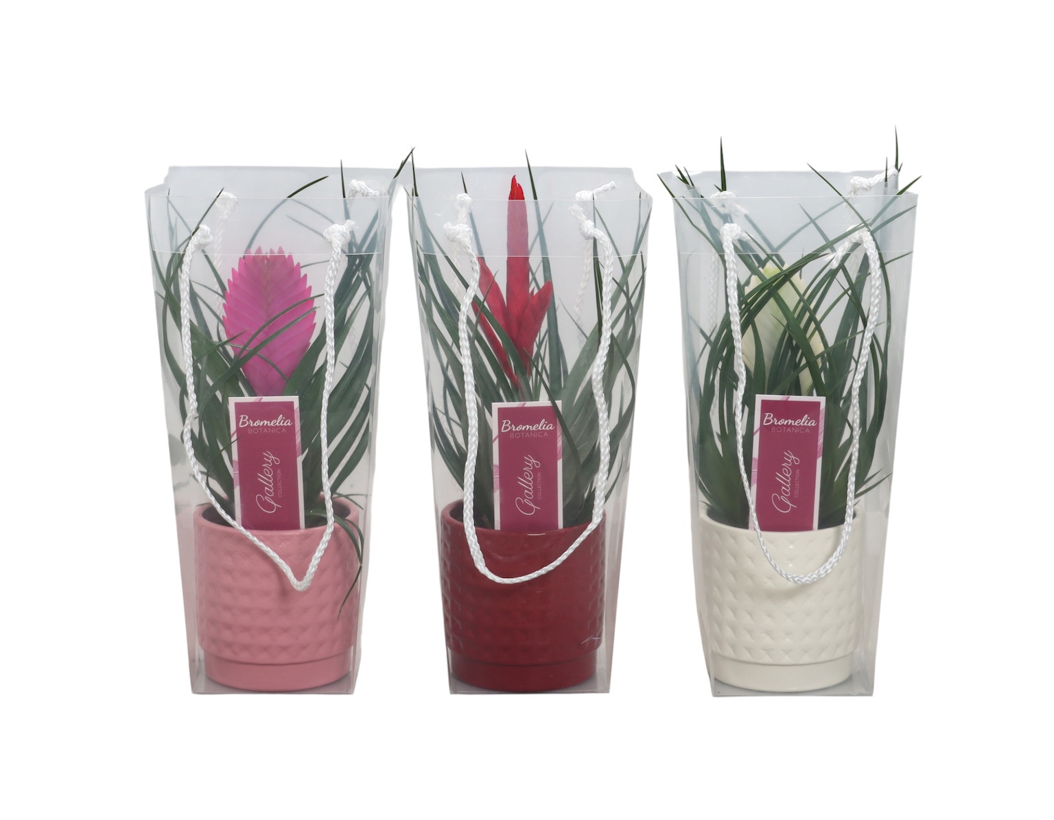 Tillandsia mix Anita Biancini Mizuki in 3kl ruit keramiek in blanco draagtas, D 10