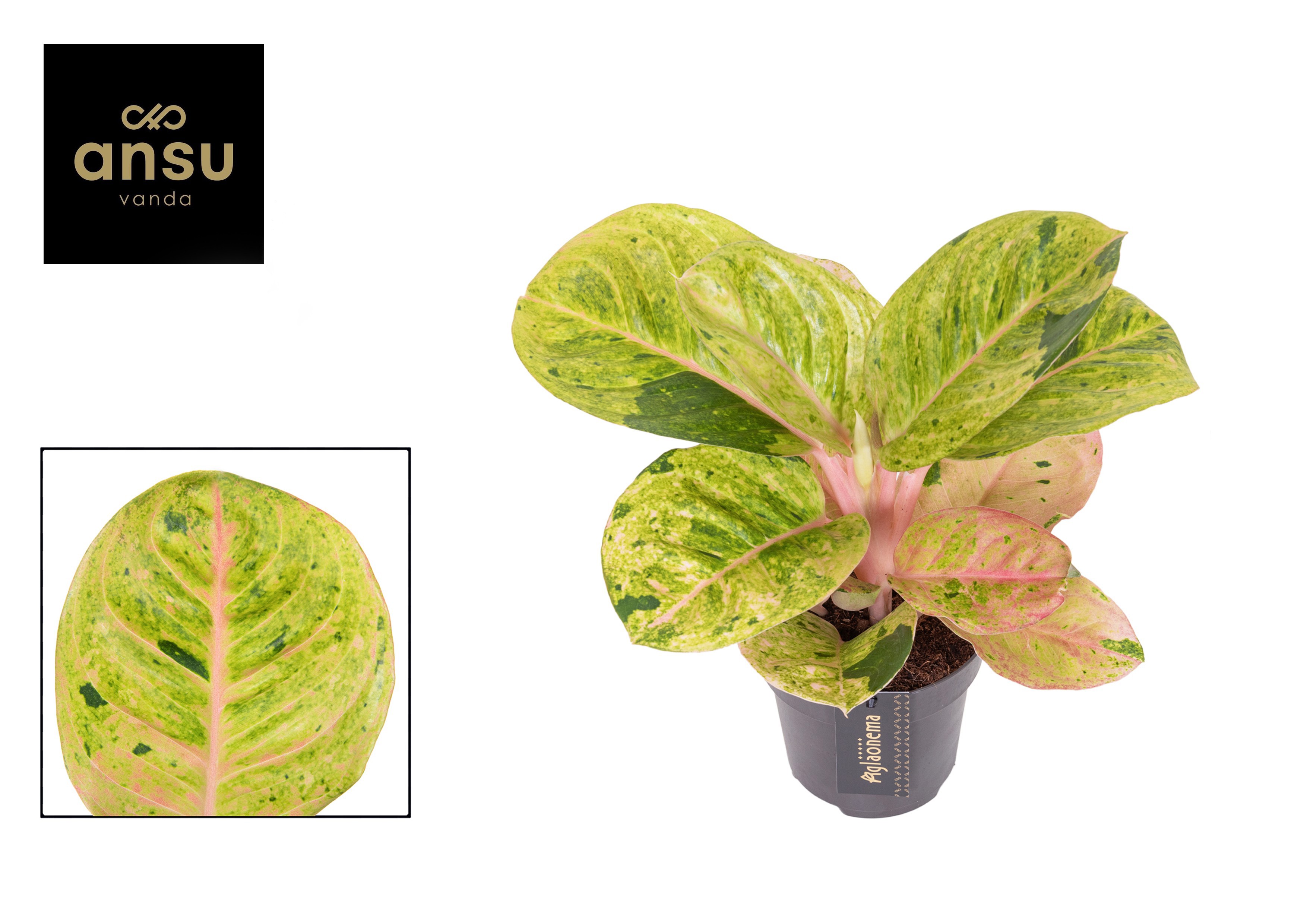 Aglaonema Apple Fantasy, D 12