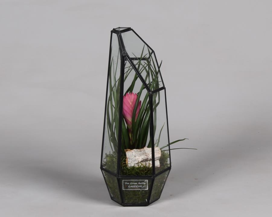 Metalen Geometrisch Lantaarn met Tillandsia, D 12