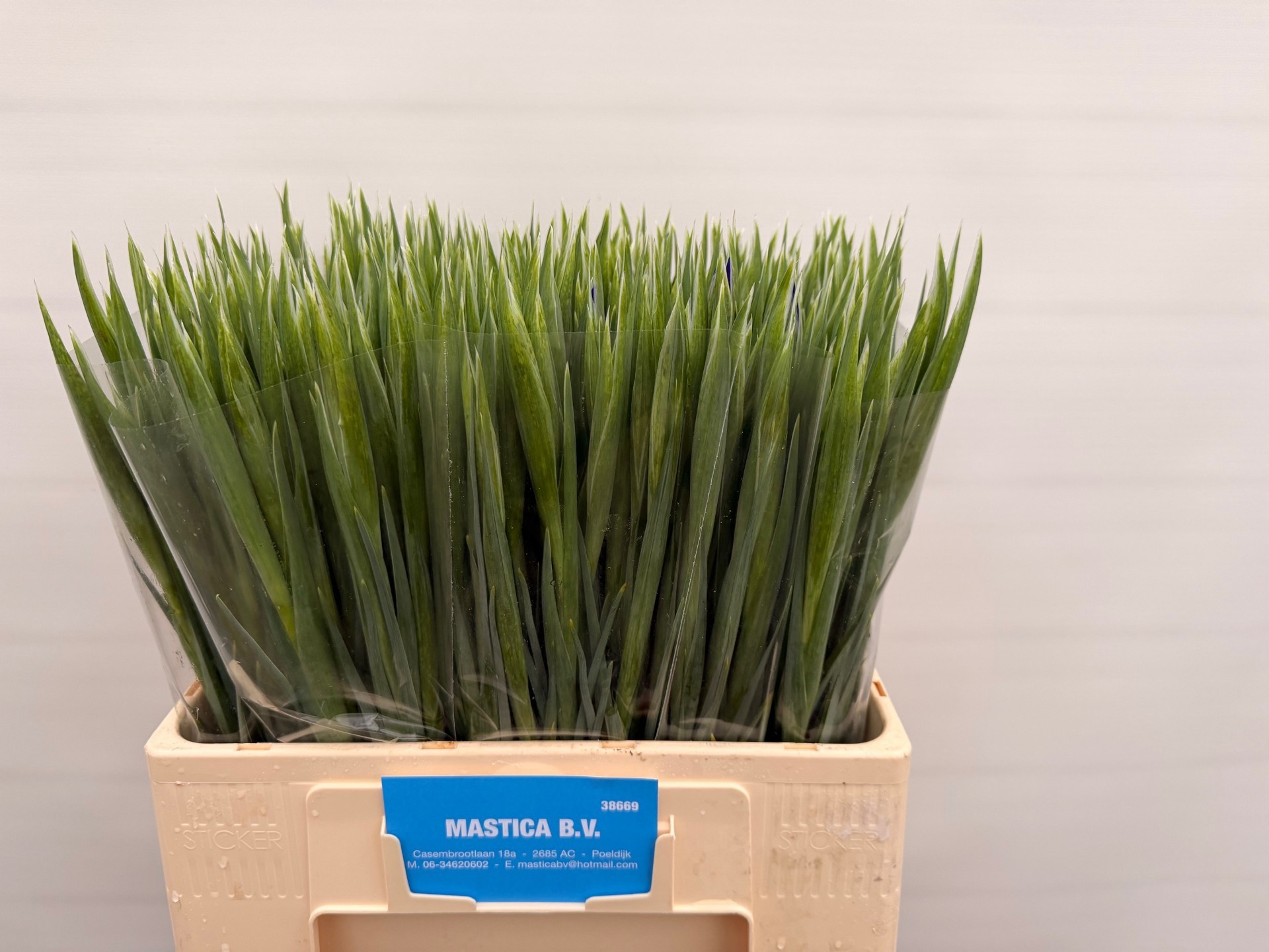 Ирис Блю Мэджик (син.), шт.